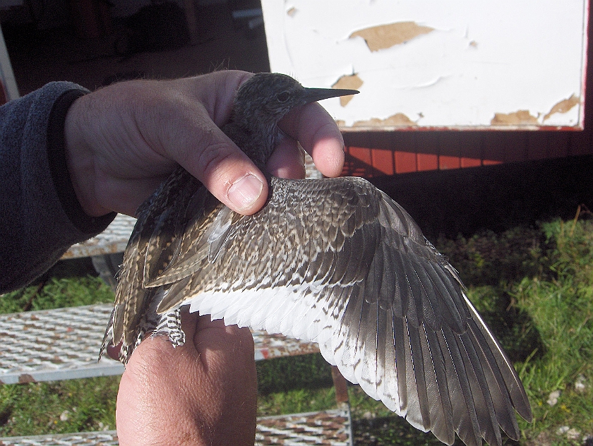 Wood Sandpiper, Sundre 20070726